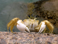 Campeche Island, Florianopolis, SC by Alexandre Fabris 